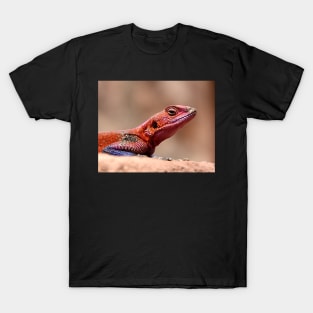 East African Rainbow Agama Lizard, Male T-Shirt